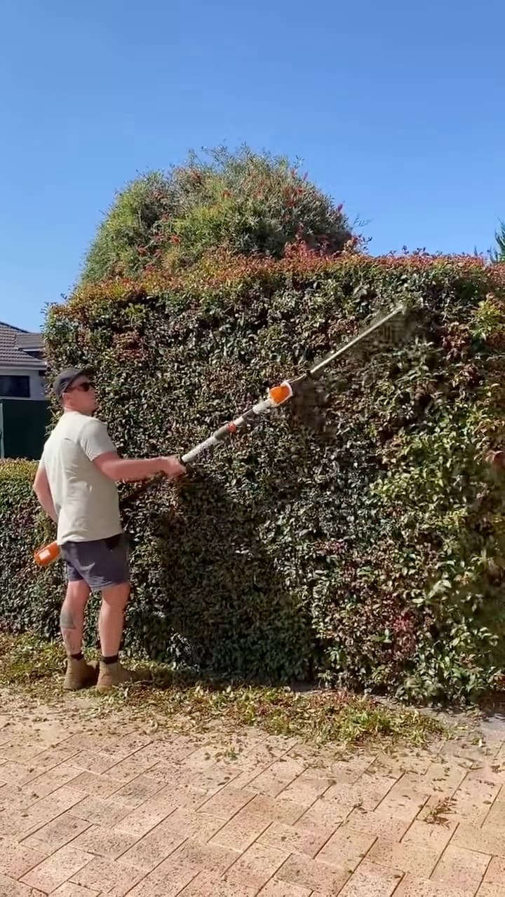 Hedges back in shape, photo 3