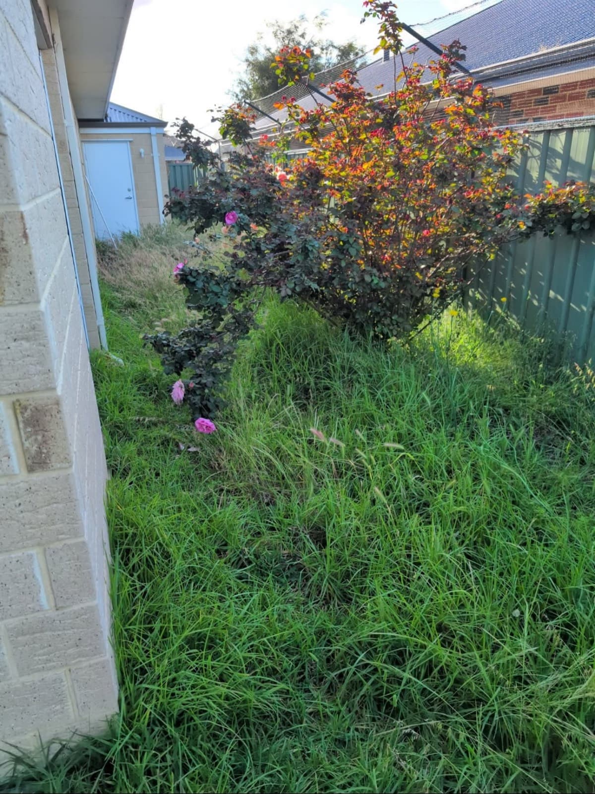 Garden rip out and reinstall, Vasse, photo 4