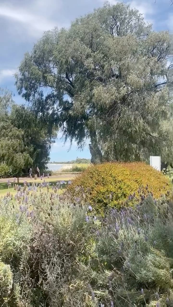 Hedging at Whalers Cove, Dunsborough, photo 3